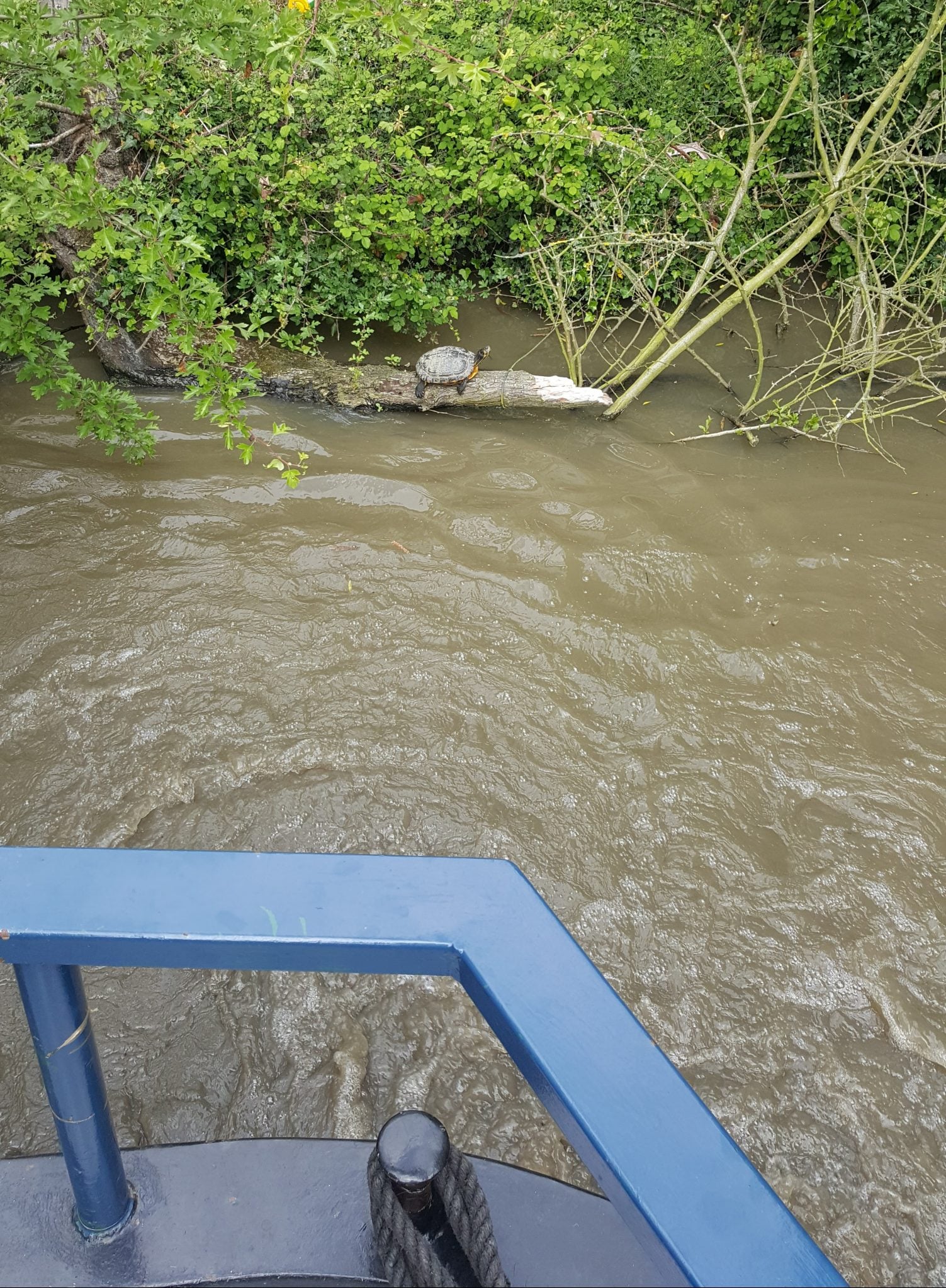 Ashby Canal Turtle