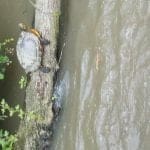 The Terrapin on Ashby Canal