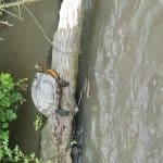 Turtles on the Ashby Canal