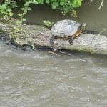 Terrapin on the Ashby Canal Midlands