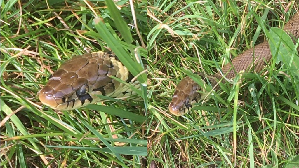 Grass Snake AKA Natrix Natrix