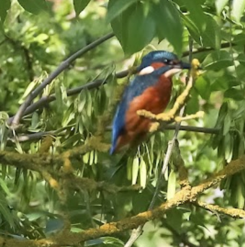 Kingfisher Jan Gregory